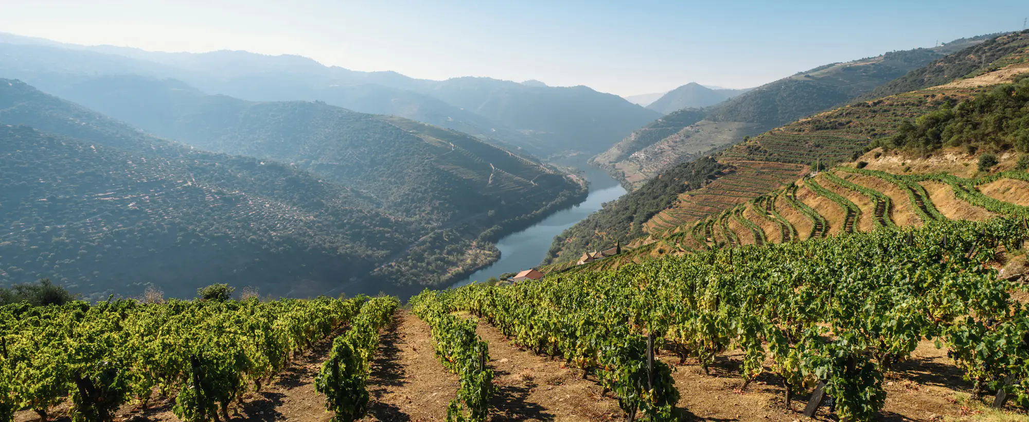 Wijnstokken op de terrassen van de Douro, met de rivier in de verte.