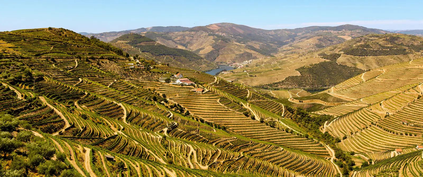Wijnterrassen in de Douro-vallei onder een strakblauwe hemel.